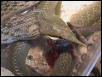 Feeding sequence 9