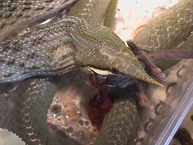 Feeding sequence 9