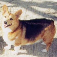 My Dog Buddy