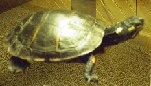Turtle Pic