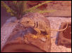 Collared Lizard
