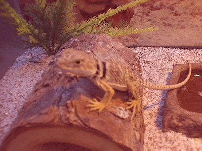 Collared Lizard