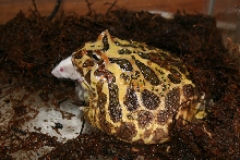 Barney, the Pacman Frog