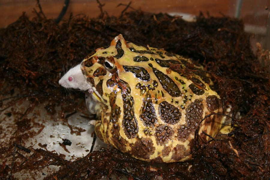 Barney, the Pacman Frog