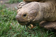 African Spur Thigh Tortoise 2