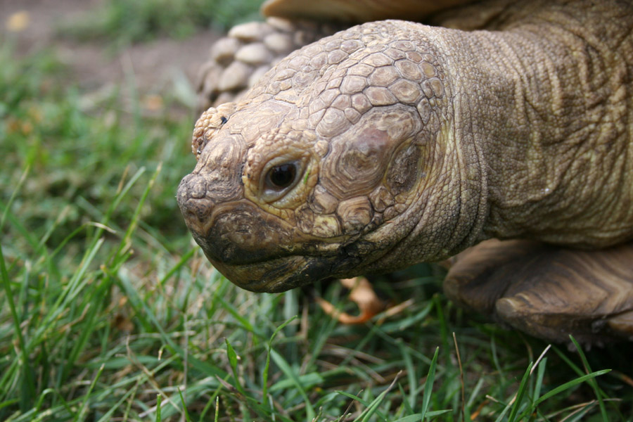 African Spur Thigh Tortoise 2