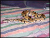 My friend, Hibi