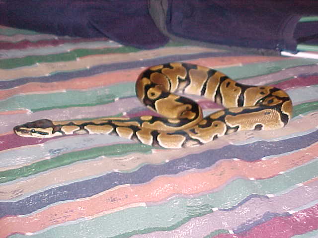 My friend, Hibi