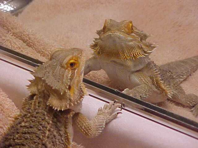 Mirror dragon