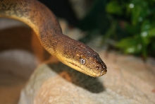 Macklot's Python