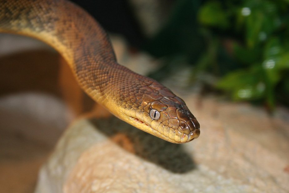 Macklot's Python