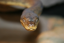 Macklot's Python 2