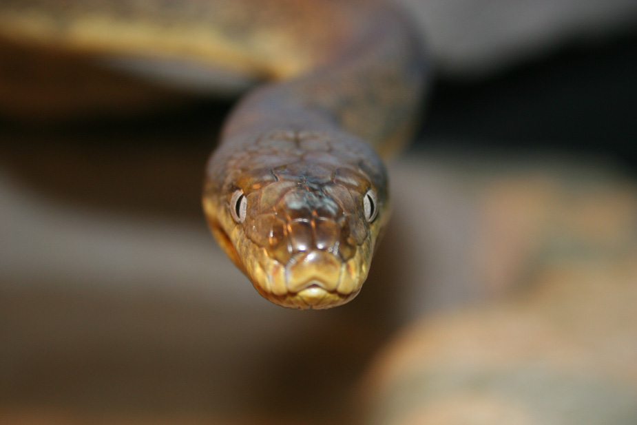 Macklot's Python 2