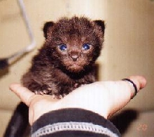 Little bear