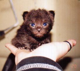 Little bear