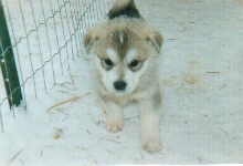 Taz
