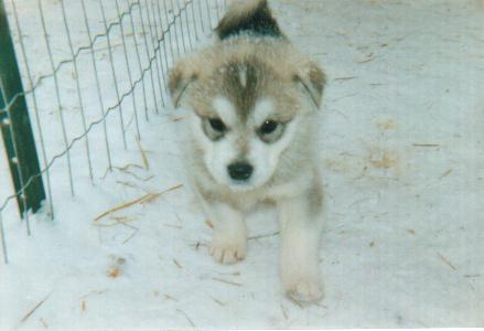 Taz