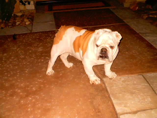 my dozer