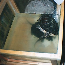Mr. Turtle and Mrs. Turtle in Mating Tank.