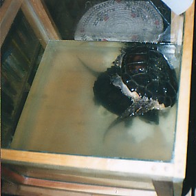 Mr. Turtle and Mrs. Turtle in Mating Tank.