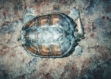Mr. Turtle ( T ) Trying to lose His Love Handles, Walking on Carpet!!