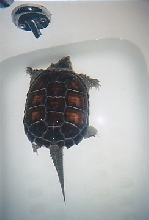 Mr. Turtle, ( T ) for short, getting weekly Tub Bath.