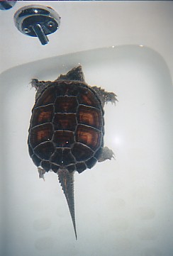 Mr. Turtle, ( T ) for short, getting weekly Tub Bath.
