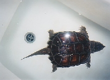 Mr. Turtle Making a Standard Tub Look Small!!