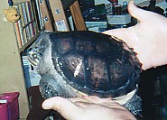 Mrs. Turtle at 4 years 4.5 pounds