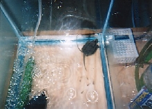 Bert and Ernie playing leap frog