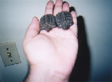 baby alligator snapping turtles alley snappersBert and Ernie