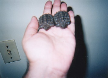 baby alligator snapping turtles alley snappersBert and Ernie