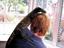 Crocky