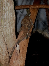 Phils BIG female Croc
