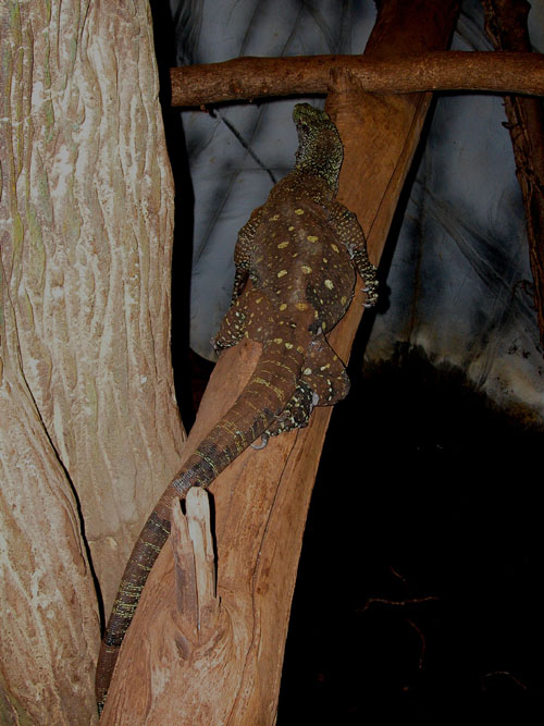 Phils BIG female Croc