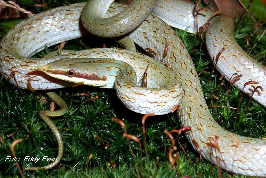 young rhynchophis