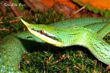 rhynchophis