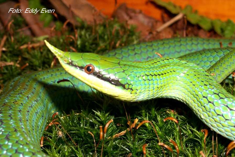 rhynchophis