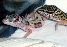 pair