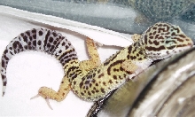 female1