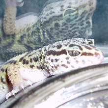 female2