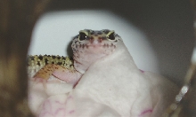 female4