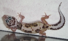 male1