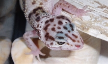 male2