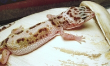 male3