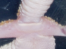 young male or female?