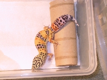 tang female