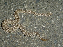Helleri