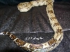 early 04 male BCI $200.00