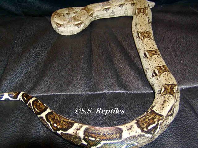early 04 male BCI $200.00